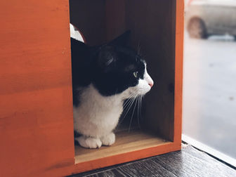 A VISIT TO THE CAT CAFE IN MOSCOW