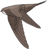 Happy flying swift_edited.png
