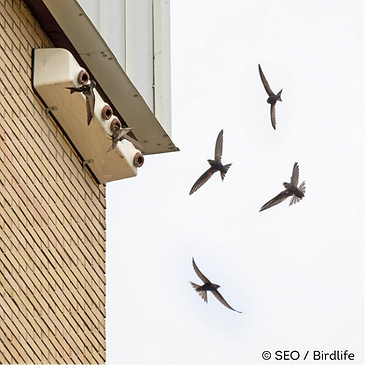 Swift boxes.png