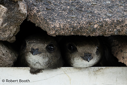 Swifts in nest.png