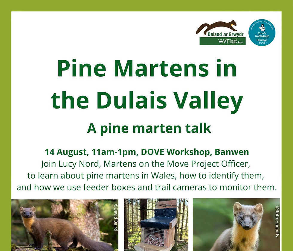 Pine Martens in the Dulais Valley