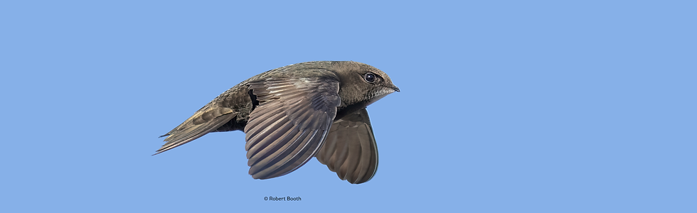 Swift sightings banner.png