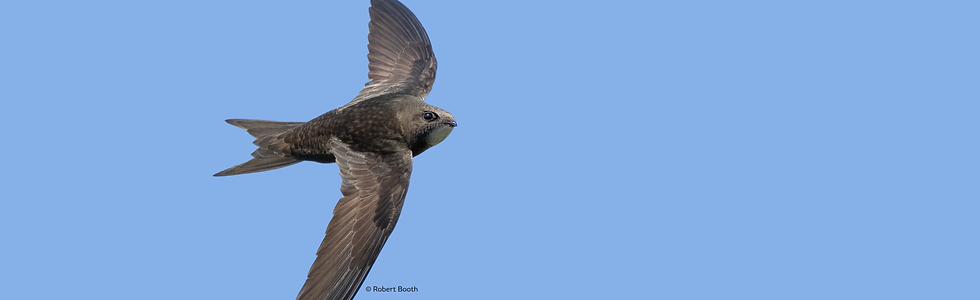 Learn more about swifts page.png