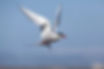 To Antarctica and back with Arctic Terns - a Gower Ornithological Society event