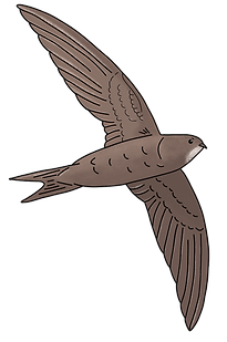 Flying swift_edited.png