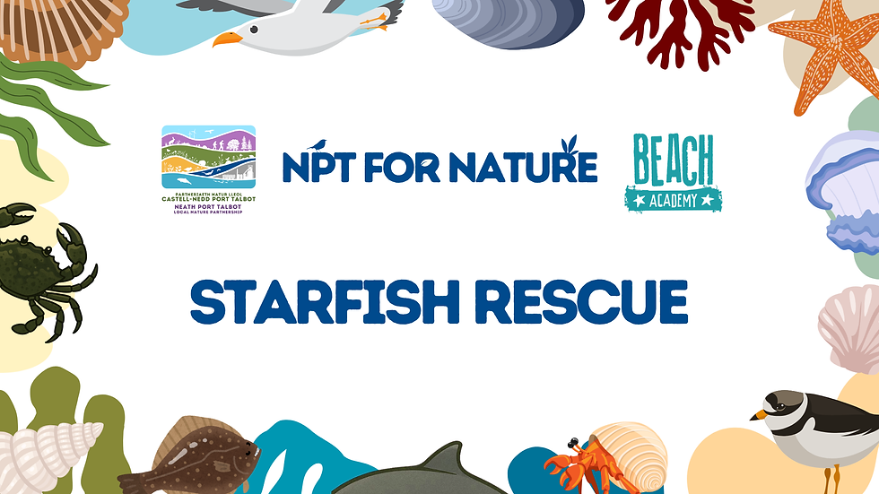 Starfish Rescue