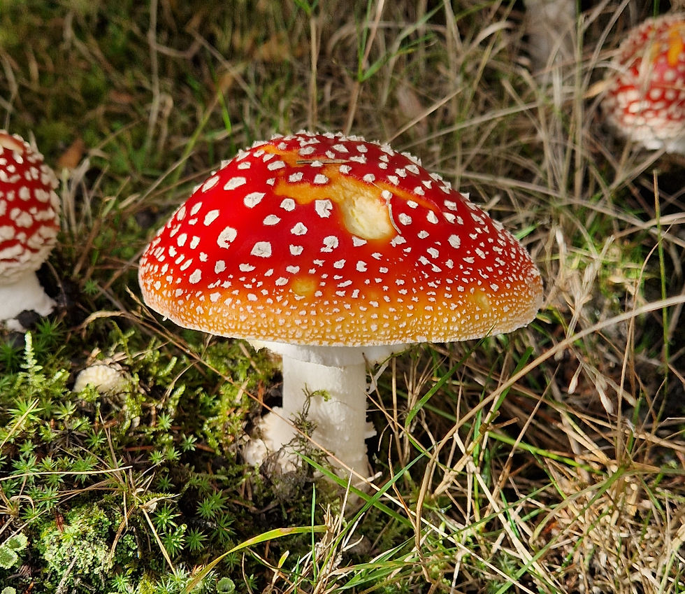 Wild about Film: Fantastic Fungi