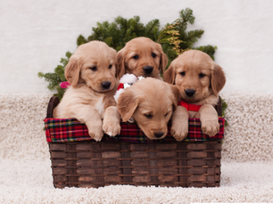 Bringing Home a Puppy for Christmas: What to Consider for a Smooth Transition