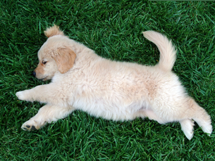 golden retriever puppy rolling in the grass