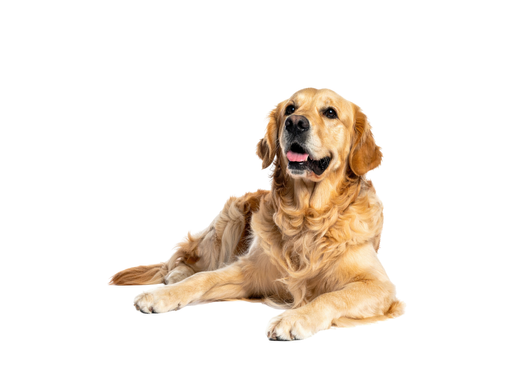 golden retriever dog laying down