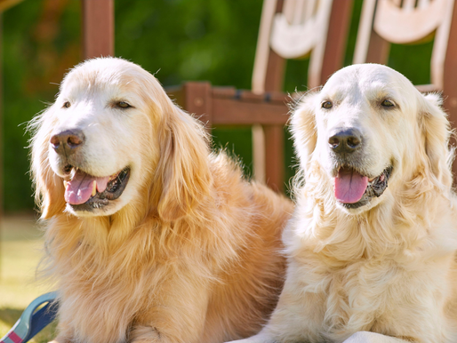 male and female golden retriever