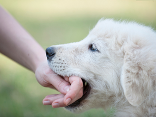 teething puppy biting on hand