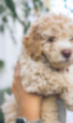 close up of puppy goldendoodle coat care