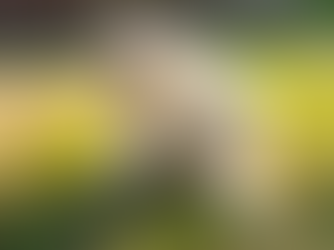 golden retriever with allergies scratching its ear