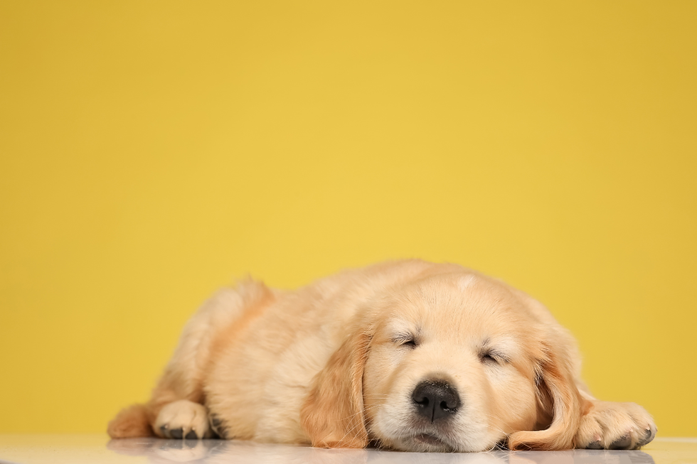 golden retriever puppy sleeping