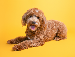 goldendoodle puppy