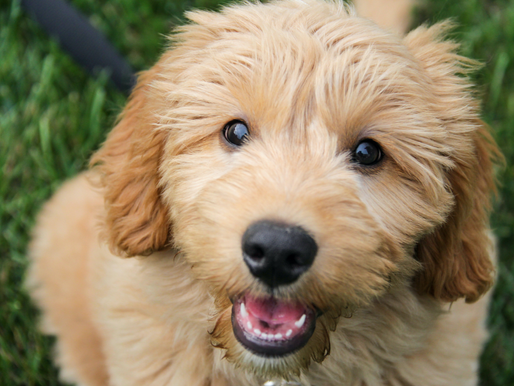happy goldendoodle puppy