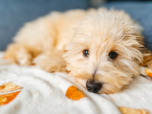 goldendoodle puppy laying on blanket