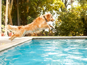 golden retriever jumping into a pool
