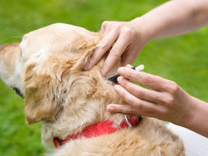 golden retriever getting tick removed from neck