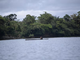 ¿Tiene un proyecto para estudiar la flora de la Amazonía? Esta convocatoria le interesa
