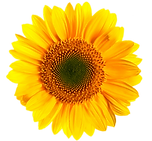 sunflower.png