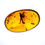 Thumbnail: Burmese amber with fly under light board