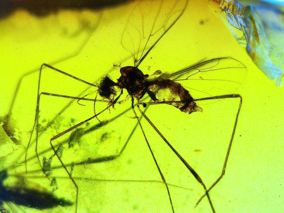 Burmese amber with mosquitos under microscope