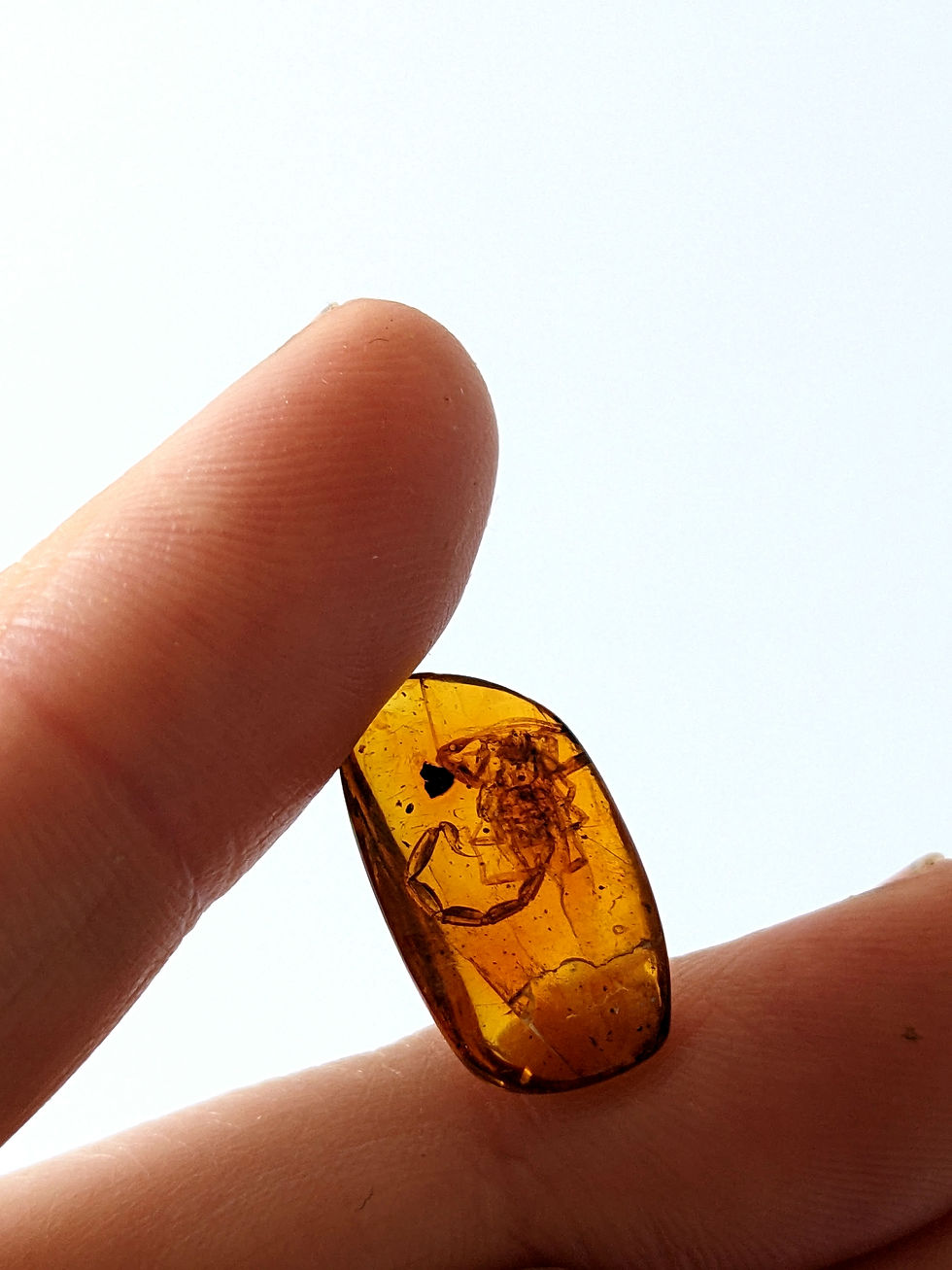 Thumbnail: Amber With Insects #280 • RARE Amazing Scorpion