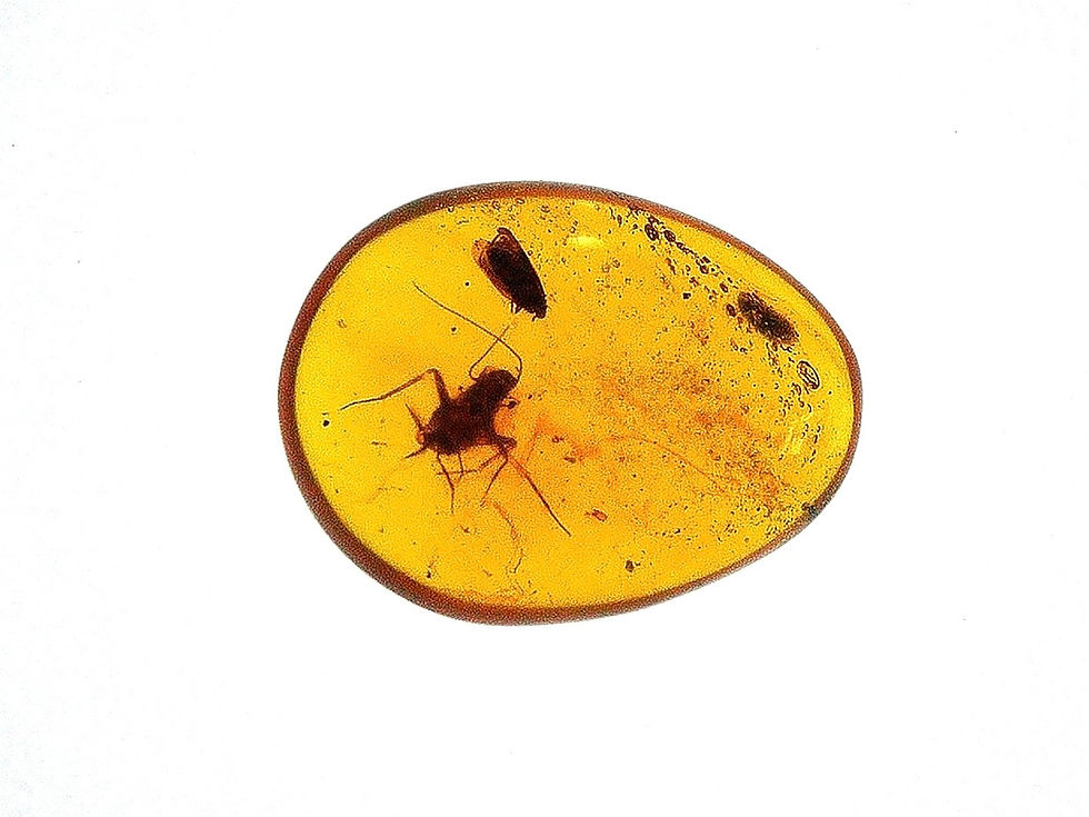 Burmese Amber with moth over light board
