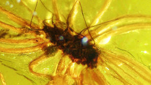 Scale bug in amber