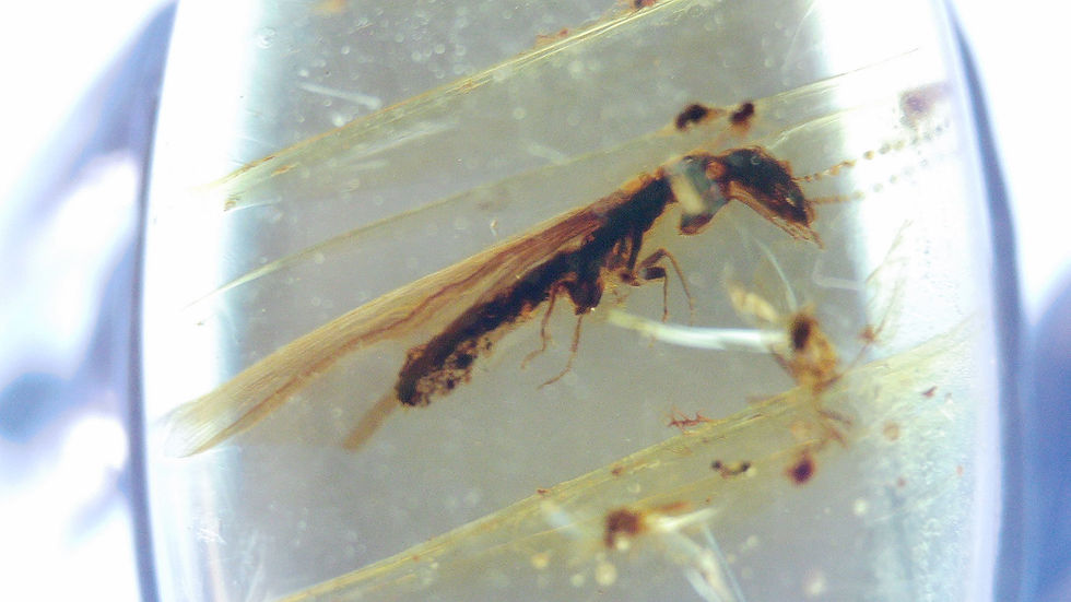 Burmese amber with termite in silver ring under microscope