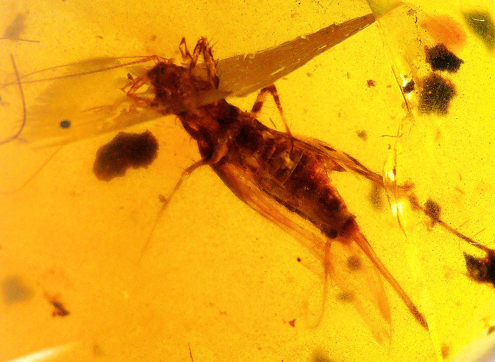 Burmese amber with cricket inclusion under a microscope