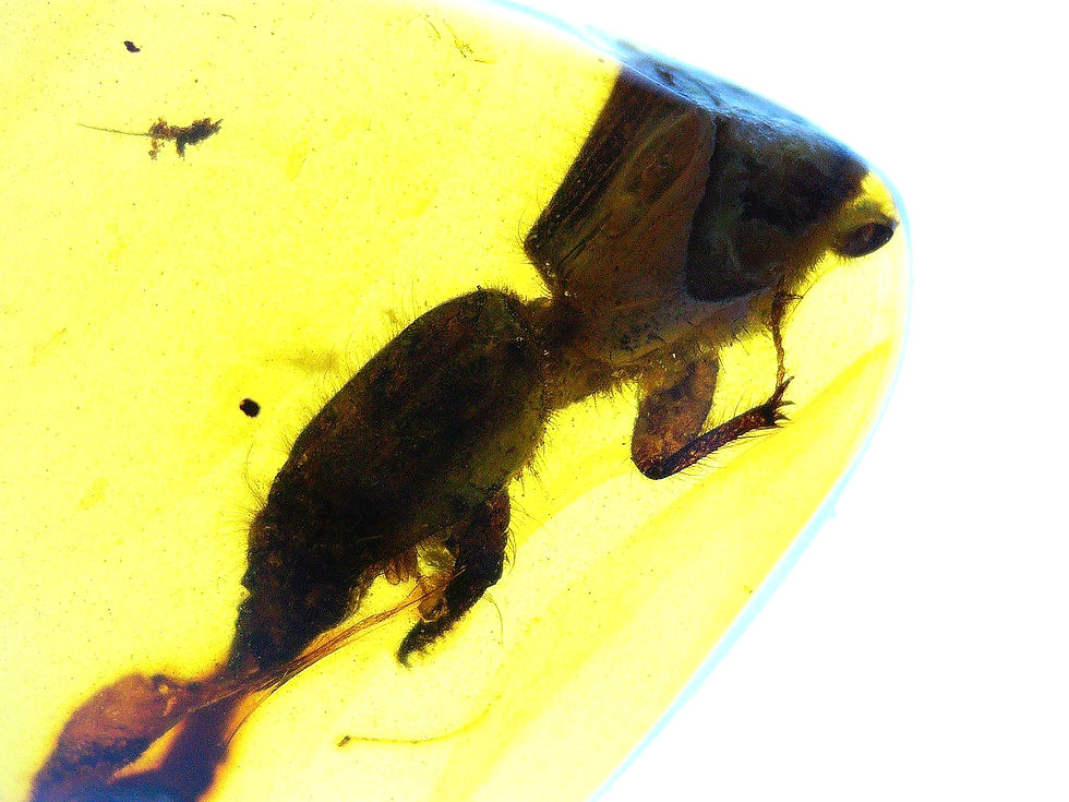 Burmese amber with unidentified insect under microscope