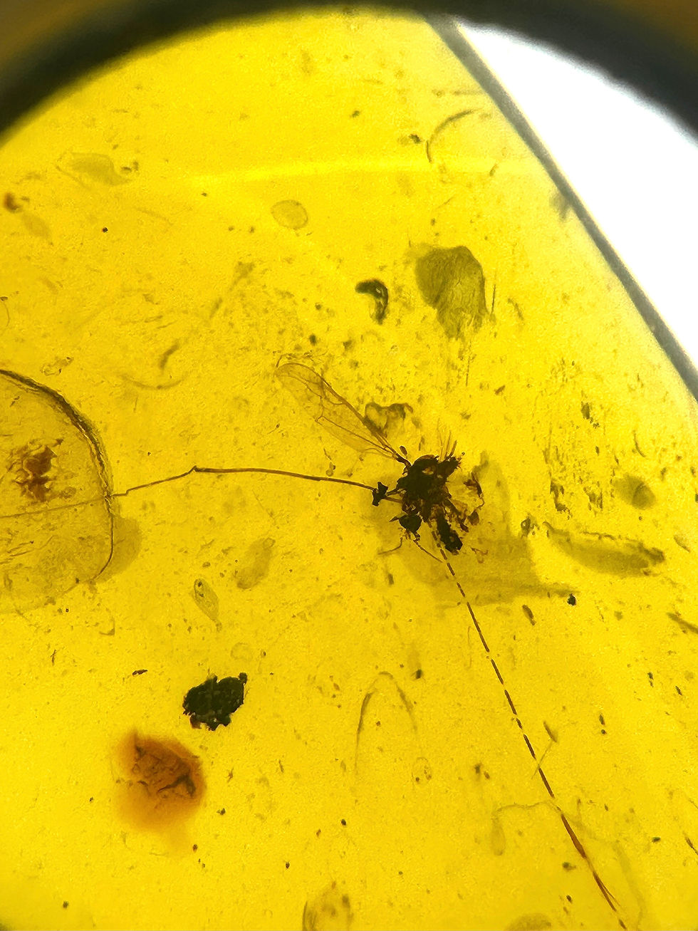 Dominican Amber with spider under 30x loupe