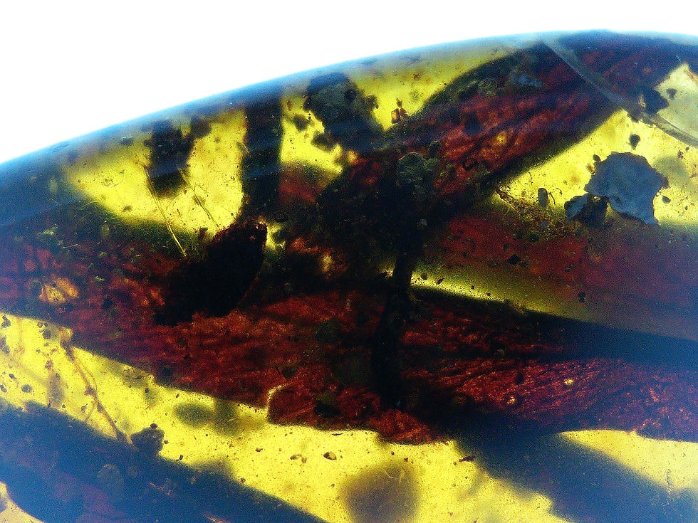 Burmese amber with leaf under microscope