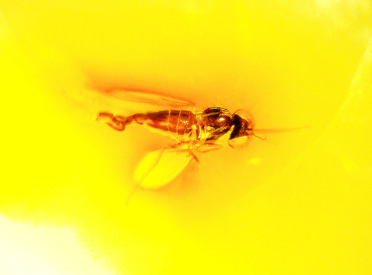 Dominican amber bracelet with fly inclusion under a microscope