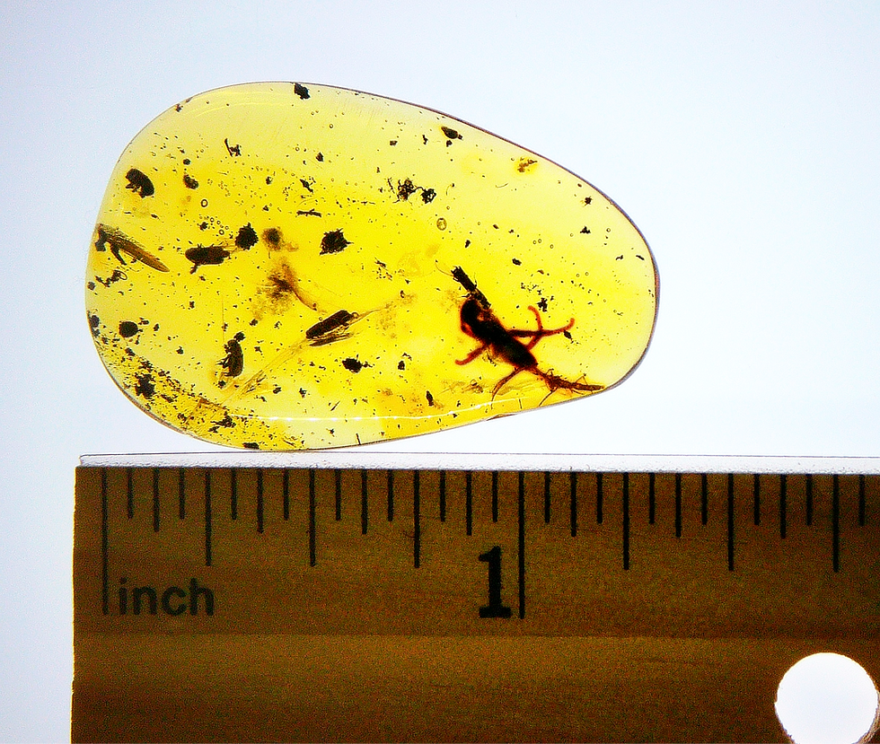 Thumbnail: Burmese Amber with beetle inclusion next to a ruler