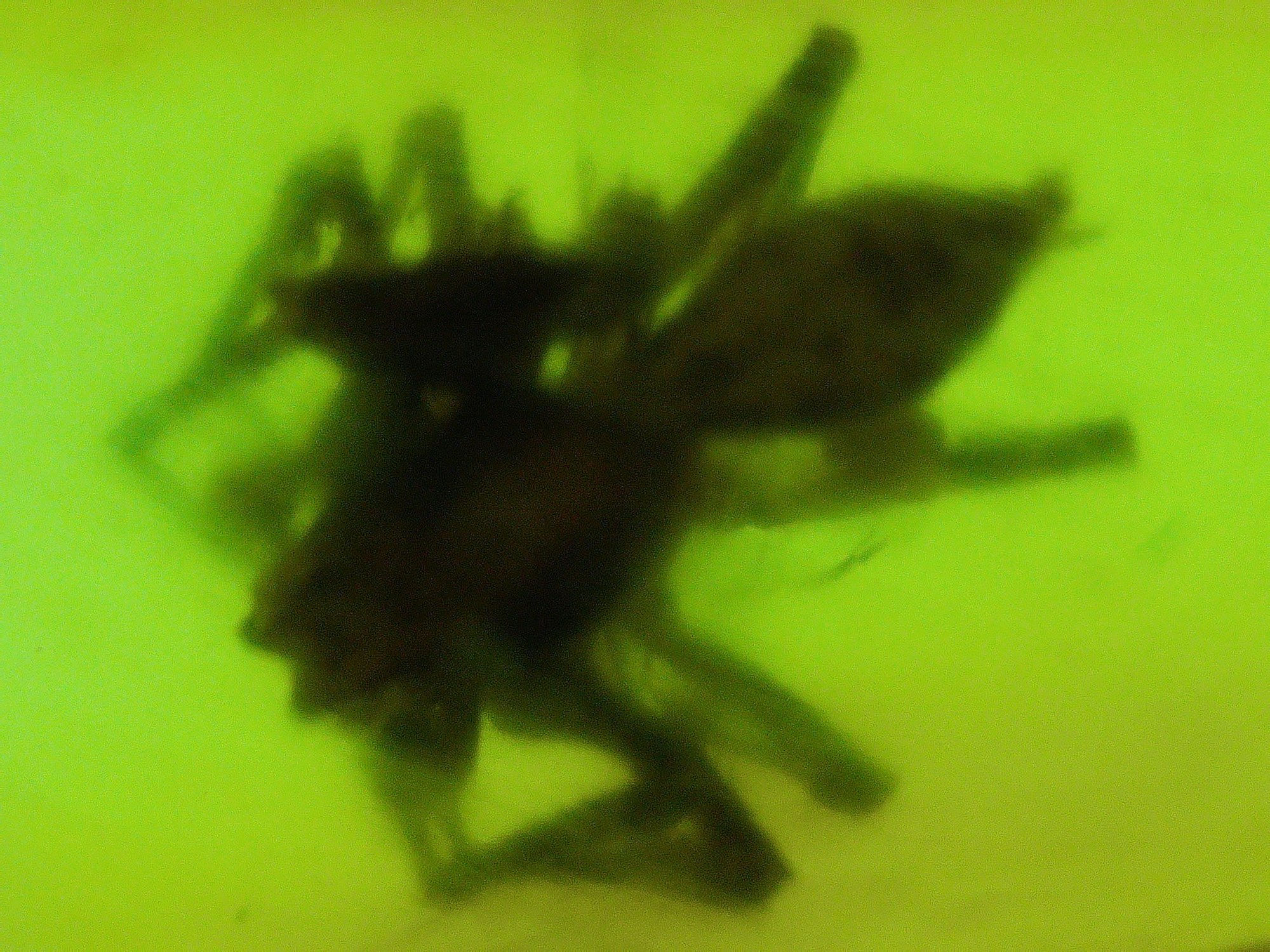 Burmese amber with spider under microscope