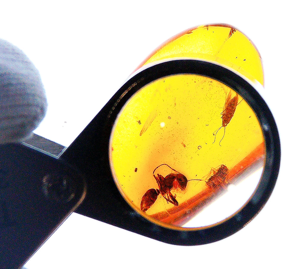 Thumbnail: Burmese Amber with ant inclusion under 30x loupe