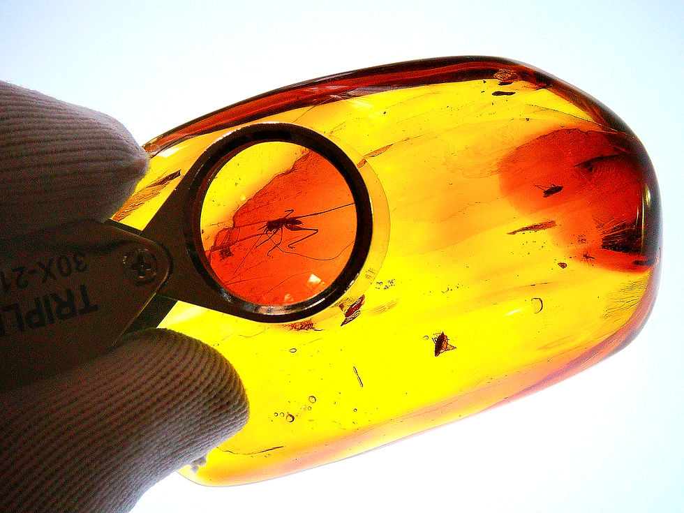 Thumbnail: Dominican Amber with cricket inclusion large red slab  under 30x loupe