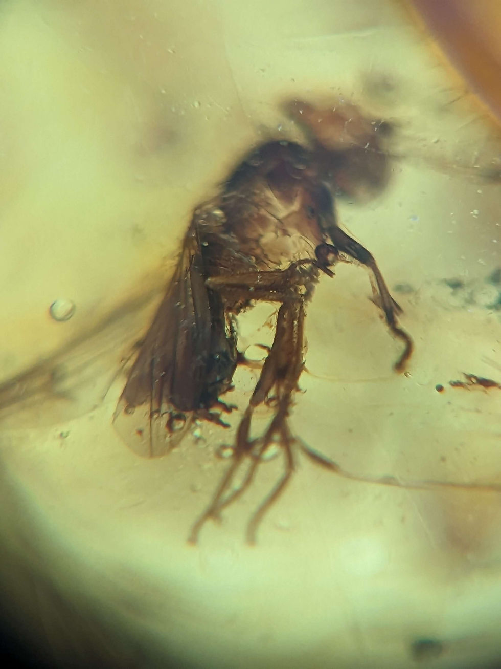 Thumbnail: Amber with Insects #403 • Mosquitoes 