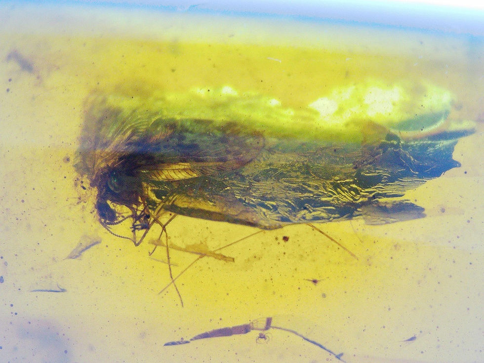 Burmese amber with moth under microscope