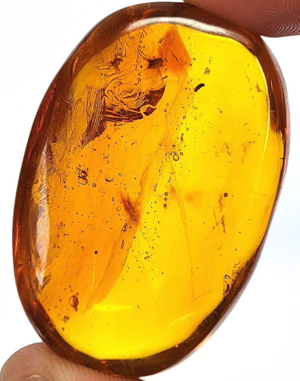 Thumbnail: nematode in Dominican amber piece being held between two fingers