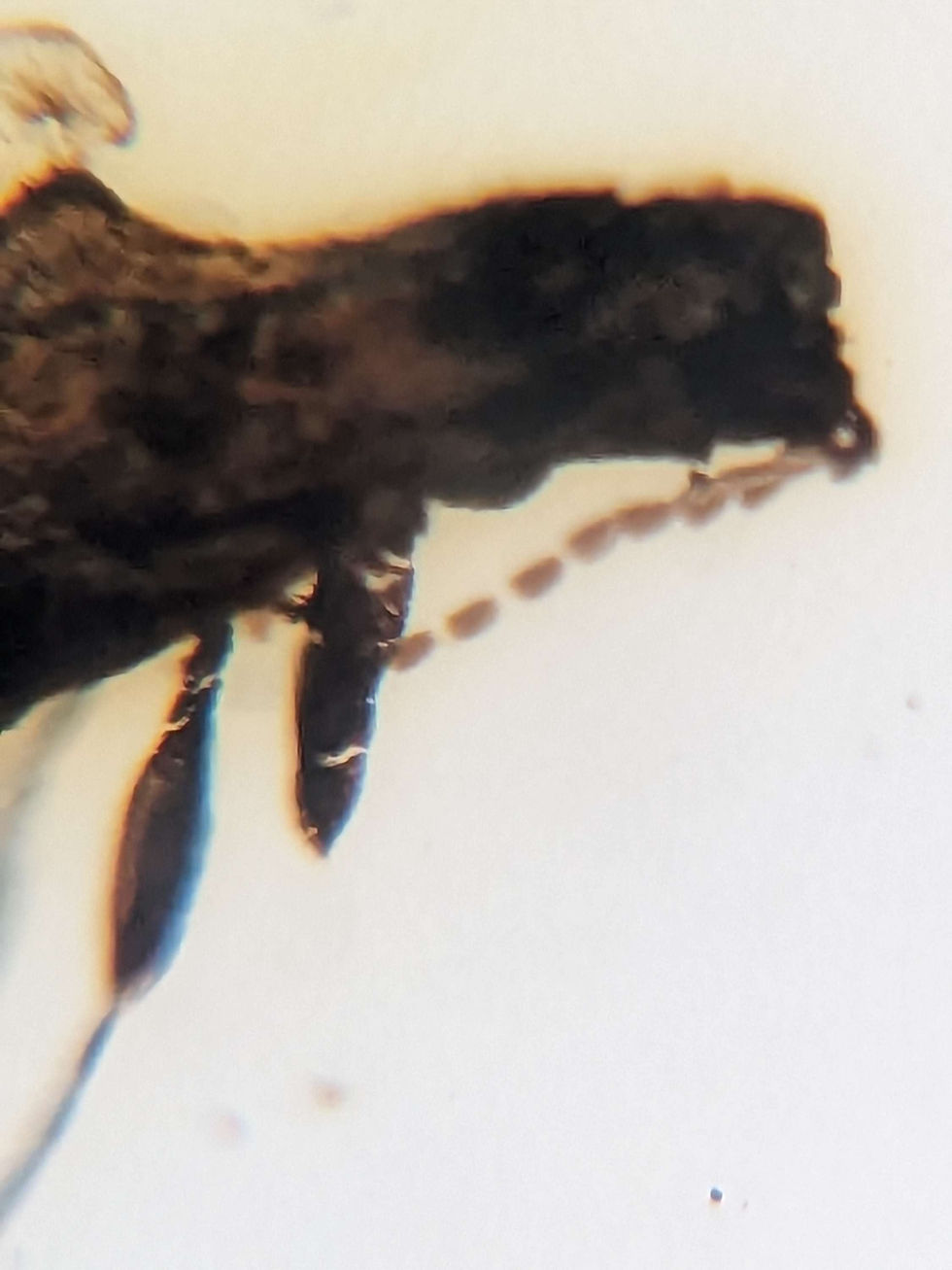 Thumbnail: Amber with Insects #560 Beetle