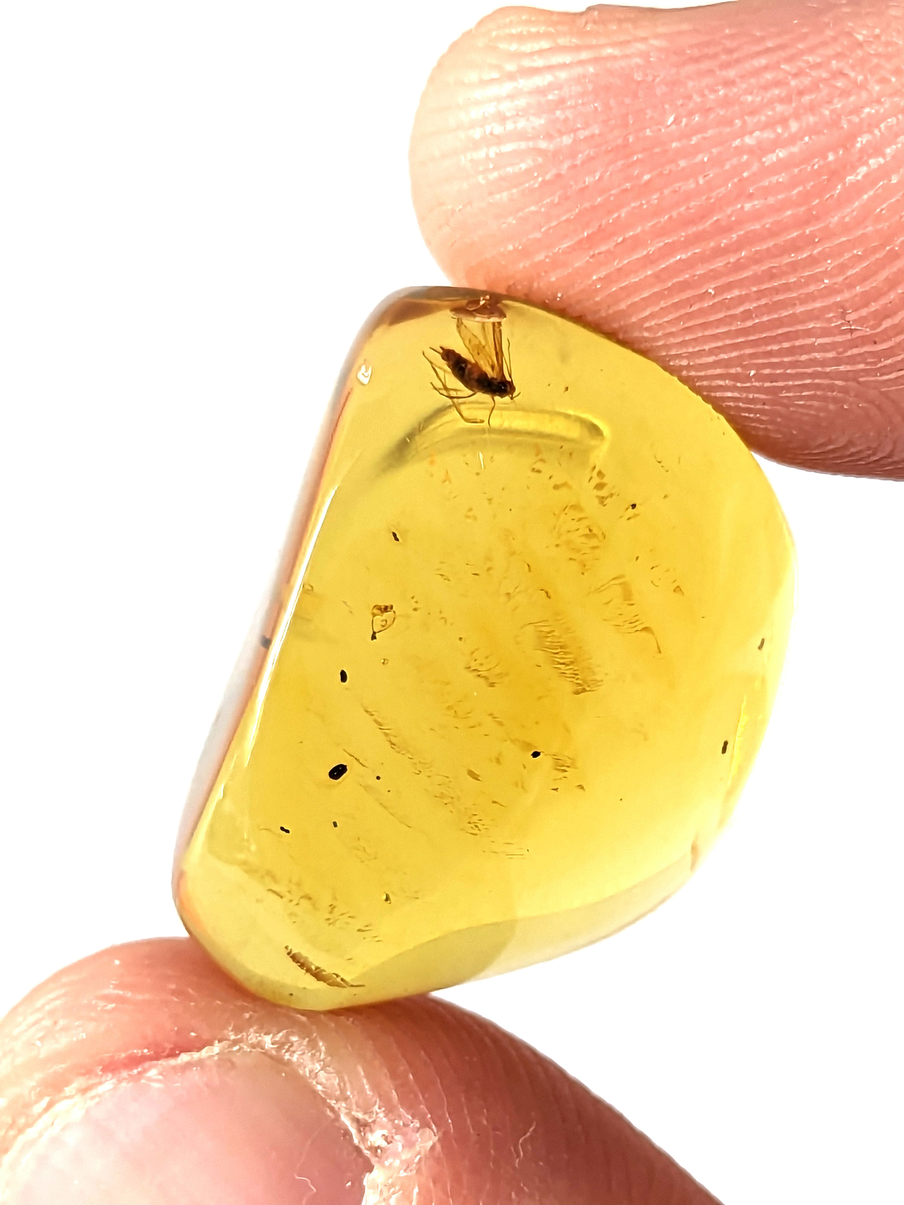 Amber with Insects • #607 Flying Insect