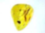 Dominican amber with unidentified insect over light board