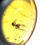 Thumbnail: Burmese Amber with spider inclusion under 30x loupe