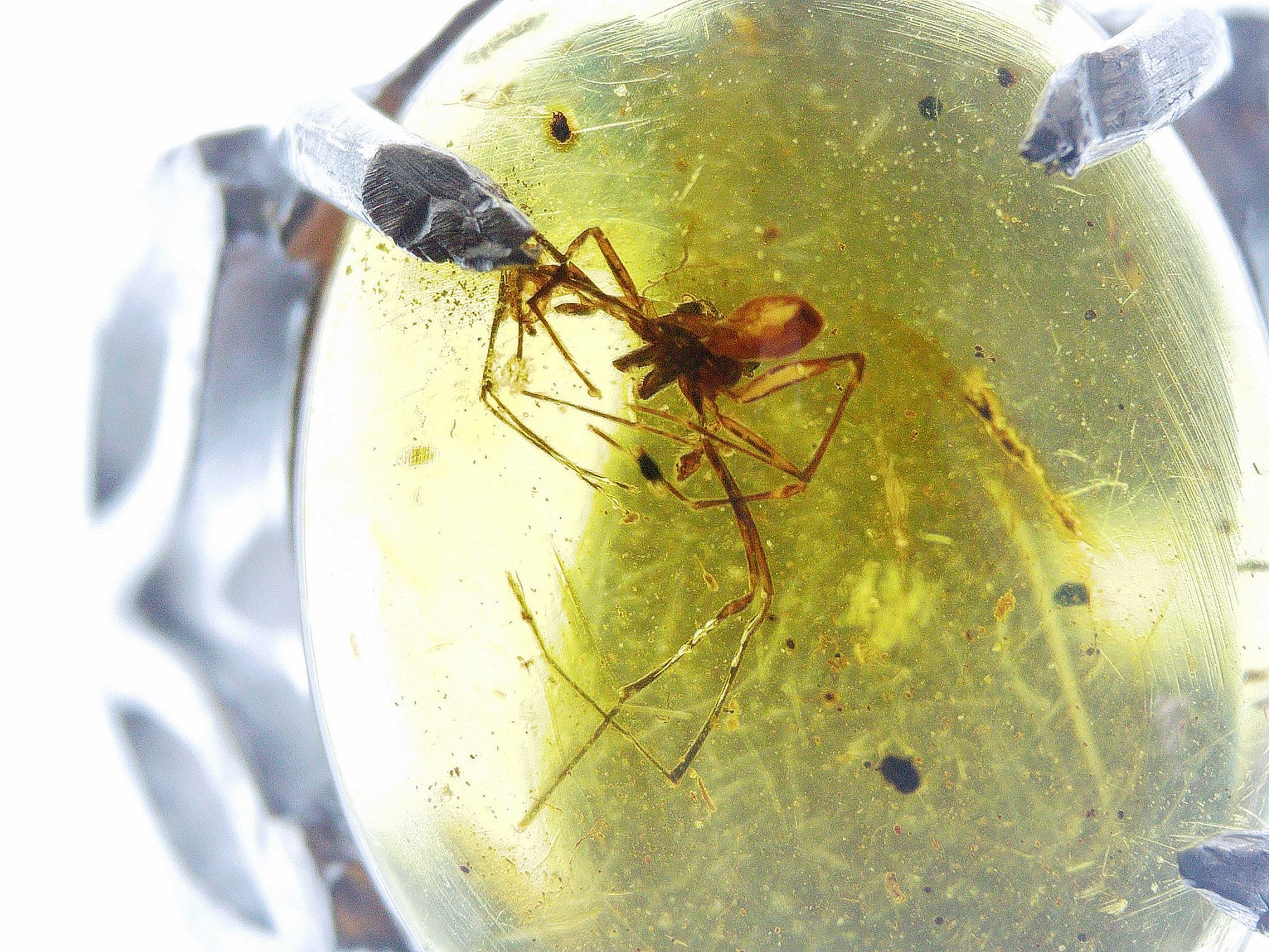 Burmese amber .925 silver ring under microscope