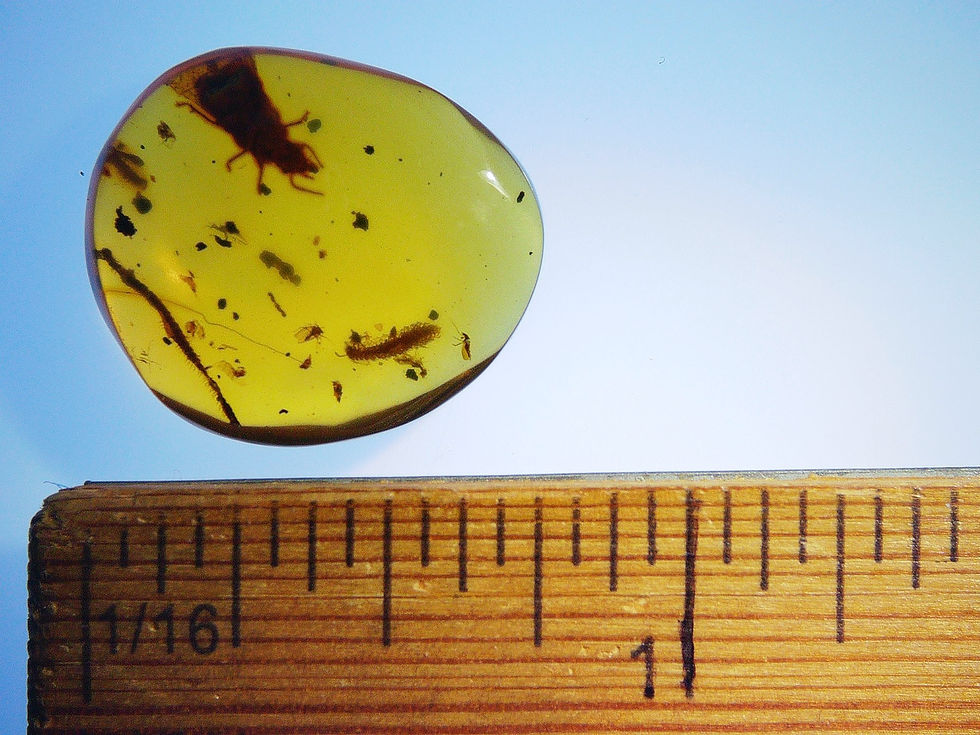Burmese amber with unidentified insects over ruler